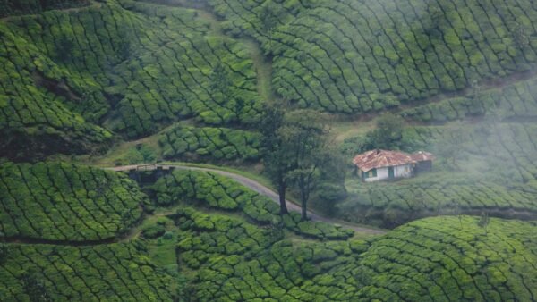 3 Day and 2 night Munnar tour package