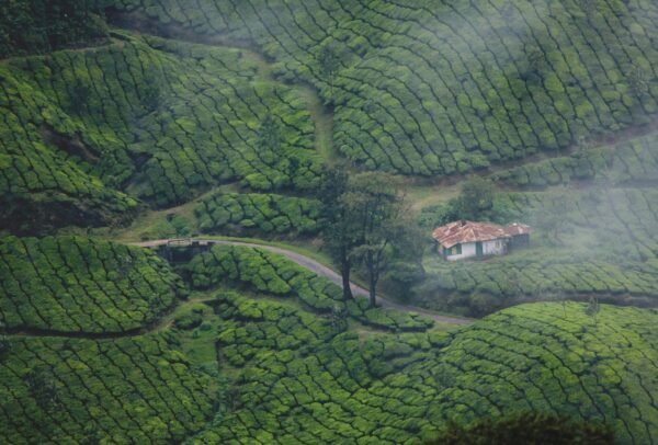 3 Day and 2 night Munnar tour package
