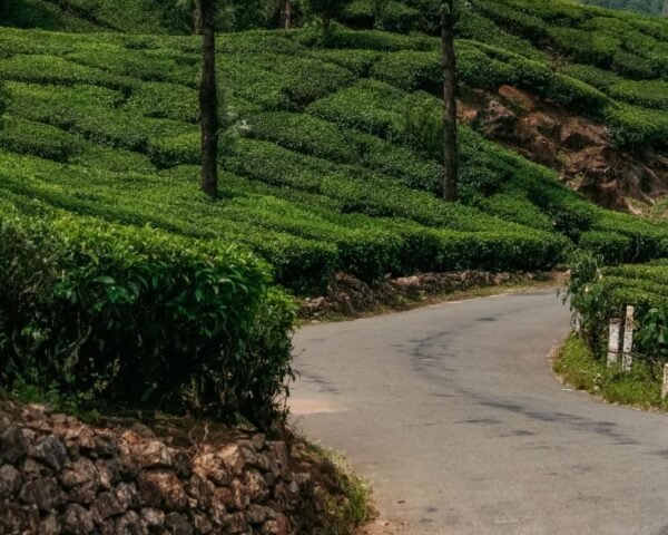 Mankulam 2 Night Package (Munnar & Mankulam Sightseeing)