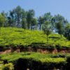 Mankulam 2 Night Package (Munnar & Mankulam Sightseeing)