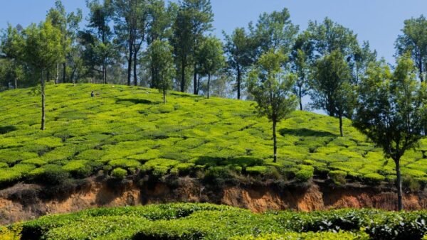 Mankulam 2 Night Package (Munnar & Mankulam Sightseeing)