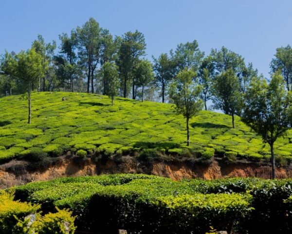 Mankulam 2 Night Package (Munnar & Mankulam Sightseeing)