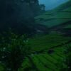 Mankulam 1 Night Package with Jeep Safari.