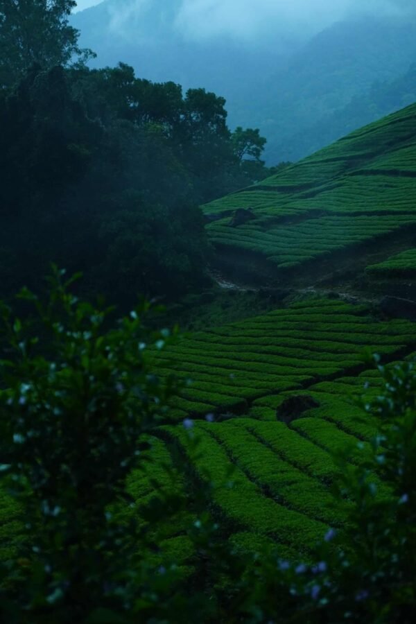 Mankulam 1 Night Package with Jeep Safari.