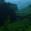 Mankulam 1 Night Package with Jeep Safari.