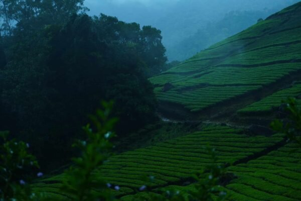 Mankulam 1 Night Package with Jeep Safari.