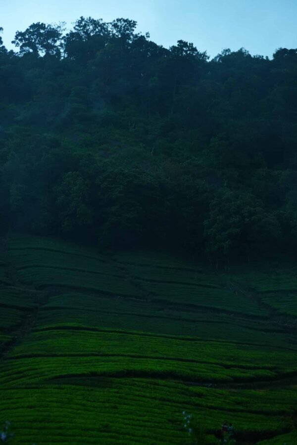 Mankulam 1 Night Package with Jeep Safari.