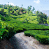 Munnar 1 Night Package With Jeep Safari