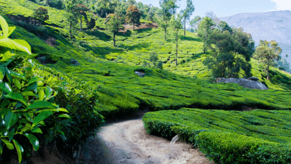 Munnar 1 Night Package With Jeep Safari