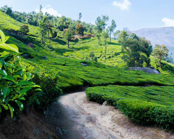 Munnar 1 Night Package With Jeep Safari