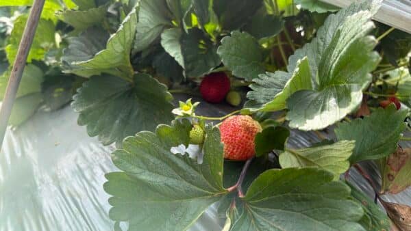 Vattavada Strawberry Farm18 Vattavada 1 Night Camping Stay Package