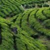 10 2 Night Munnar Honeymmon Package