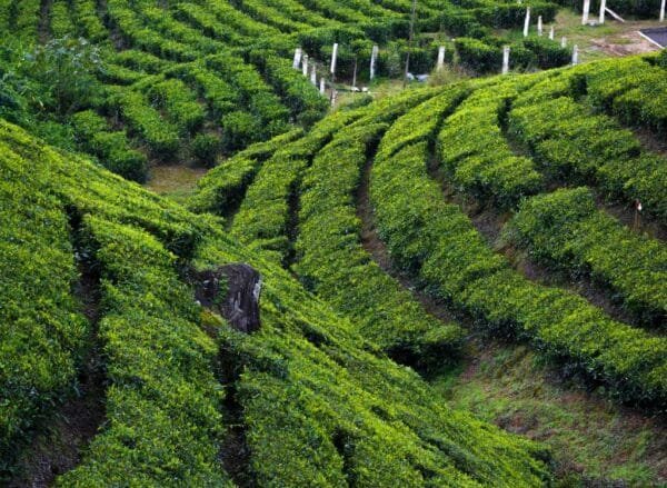 10 2 Night Munnar Honeymmon Package