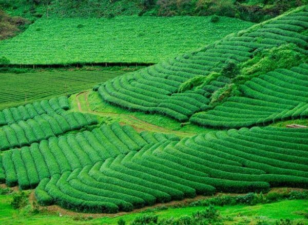 7 2 Night Munnar Honeymmon Package