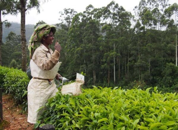 8 2 Night Munnar Honeymmon Package