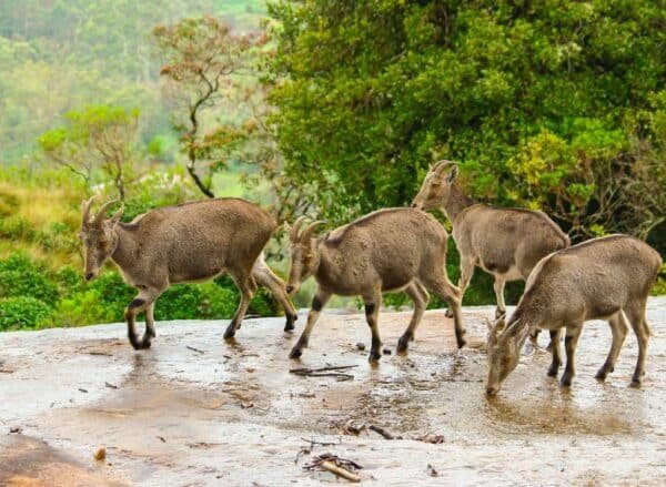 9 2 Night Munnar Honeymmon Package