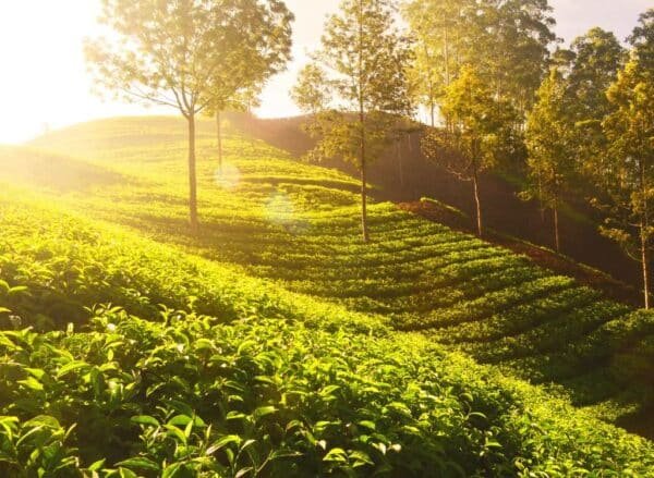 Kochi drop 2 Night Munnar Honeymmon Package