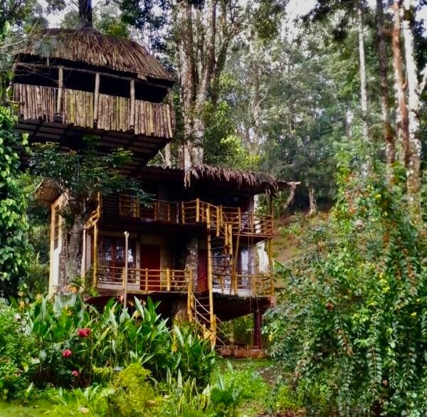 2 Night Munnar Treehouse + Marayoor Honeymoon Mudhouse Package